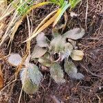 Hieracium albiflorum Blatt