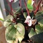 Cyclamen coum पत्ता