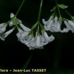 Asperula tinctoria Fiore