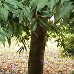 Quercus myrsinifolia Blatt