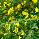 Cytisus scoparius Blad