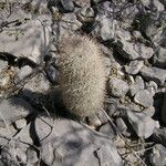 Mammillaria pottsii অভ্যাস