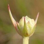 Armeria canescens Fruit