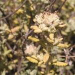 Teucrium dunense Flor
