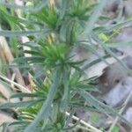 Erigeron bonariensis Leaf