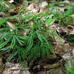 Diphasiastrum complanatum Libunga