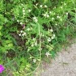 Thesium linophyllon Flower