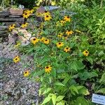 Rudbeckia triloba आदत