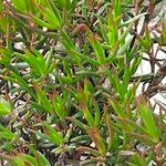 Lampranthus bicolor Leaf