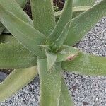 Aloe vera Folha