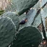 Opuntia engelmannii Fruit