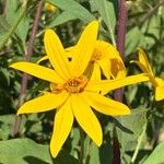 Helianthus tuberosusЦвят