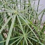 Cyperus alternifolius Листок