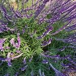 Salvia leucantha पत्ता