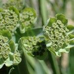 Bupleurum stellatum Fruit