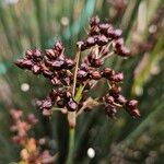 Juncus acutus Φρούτο