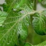 Solanum lycopersicum Blatt