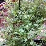 Lepidium ruderale Folha