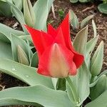 Tulipa undulatifolia Flor