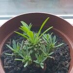 Euphorbia pulvinata Inny