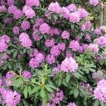 Rhododendron ponticum Alkat (teljes növény)