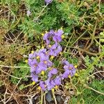 Solanum umbelliferum Květ