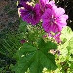 Malva sylvestrisFlower