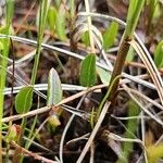 Vaccinium oxycoccos Fuelha