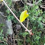 Ficus burtt-davyi Лист