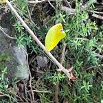 Ficus burtt-davyi Leaf