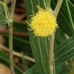 Acacia cyclops Flower