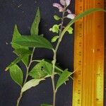 Polygala panamensis Otro