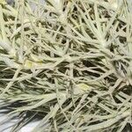 Tillandsia paleacea Yaprak