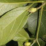 Cionosicys guabubu Foglia