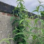 Buddleja asiatica Levél