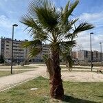 Washingtonia filifera Blad