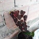 Oxalis hedysaroides Leaf