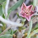 Polygonum paronychioides Flower