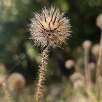 Dipsacus pilosus Frukt