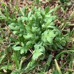 Lepidium coronopus Leaf