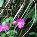 Silene dioica Floare