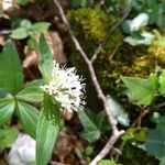 Asperula taurina Flor