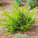 Grevillea juniperina Leaf