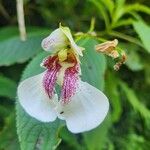 Impatiens tinctoria Žiedas