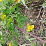 Coronilla minima برگ