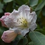 Rhododendron adenogynum Flower