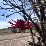 Erythrina americana Flor