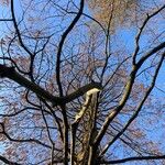 Metasequoia glyptostroboides ശീലം