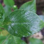 Spiracantha cornifolia Leaf