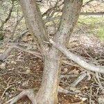 Bursera simaruba പുറംതൊലി